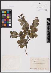 Foto von Salix aurita L. x Salix nigricans Sm.